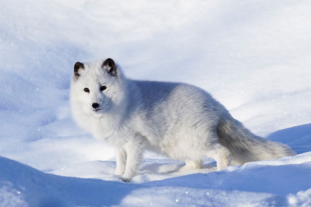 Arctic fox in winter-Vulpes lagopus-controlled situation
